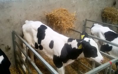 Value of a calf sick bay