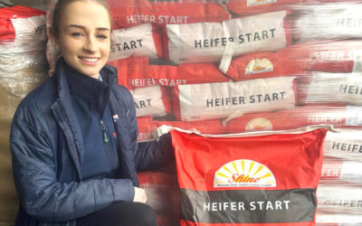 The sun can shine when calves are fed heifer start milk replacer